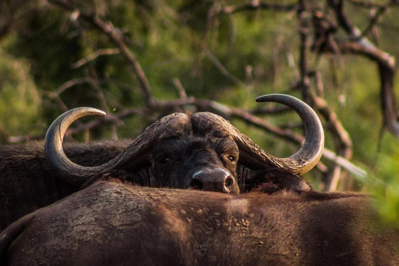 Mpeti Lodge Mkuze Dış mekan fotoğraf